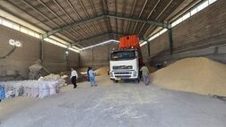 کشف بیش از ۳۷ هزار تن نهاده دامی احتکاری از ۶ شرکت متخلف
