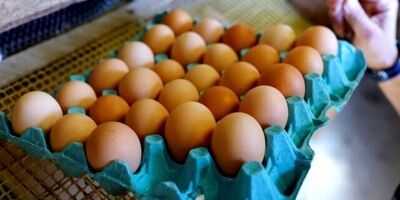 
قیمت مصوب جدید تخم مرغ به زودی اعلام می‌شود