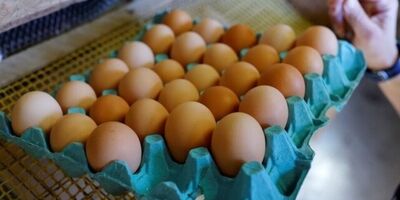 
قیمت مصوب جدید تخم مرغ به زودی اعلام می‌شود