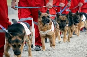 تجهیز سگ‌های زنده‌یاب هلال‌احمر به سیستمهای هوشمند موقعیت یاب
