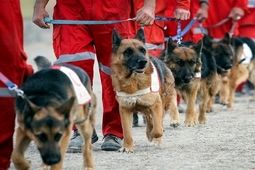 تجهیز سگ‌های زنده‌یاب هلال‌احمر به سیستمهای هوشمند موقعیت یاب
