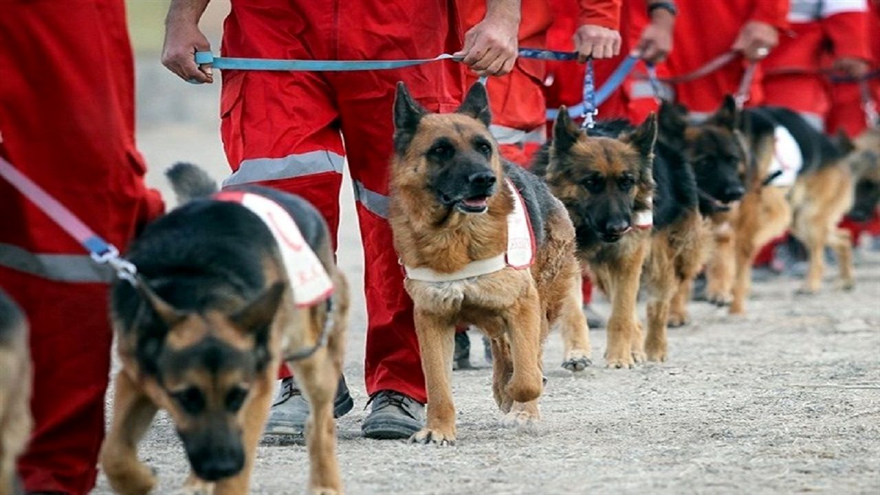 تجهیز سگ‌های زنده‌یاب هلال‌احمر به سیستمهای هوشمند موقعیت یاب
