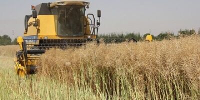 نیمی از مزارع کلزا تحت پوشش بیمه محصولات کشاورزی قرار گرفت