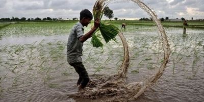 صادرات برنج پاکستانی کاهش یافت