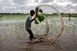 قیمت جهانی برنج به کف خود رسید
