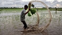 قیمت جهانی برنج به کف خود رسید
