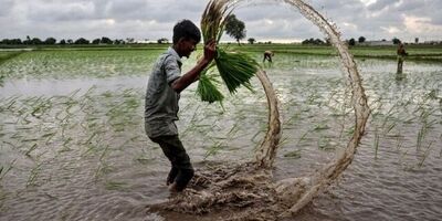 قیمت جهانی برنج به کف خود رسید
