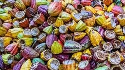 برنامه فرانسه برای جایگزینی گاز روسیه با ضایعات کشاورزی
