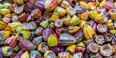 برنامه فرانسه برای جایگزینی گاز روسیه با ضایعات کشاورزی
