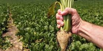 غرامت خسارت چغندر قند با شرایط جدید بیمه  ۵۰ میلیون تومان شد