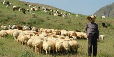 هفت هزار از ۲۴۶ هزار خانوارعشایری کارت تردد دام دارند