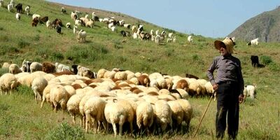 هفت هزار از ۲۴۶ هزار خانوارعشایری کارت تردد دام دارند