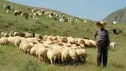 هفت هزار از ۲۴۶ هزار خانوارعشایری کارت تردد دام دارند