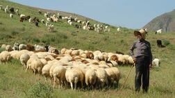 هفت هزار از ۲۴۶ هزار خانوارعشایری کارت تردد دام دارند