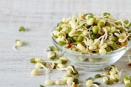 جوانه ماش؛ بمب ویتامین و پروتئین
