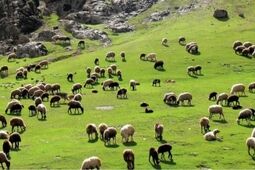 کاهش قیمت دام سبک / گوشت هم ارزان می‌شود؟