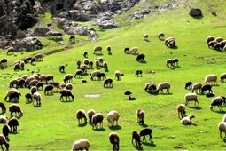 کاهش قیمت دام سبک / گوشت هم ارزان می‌شود؟