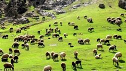 کاهش قیمت دام سبک / گوشت هم ارزان می‌شود؟