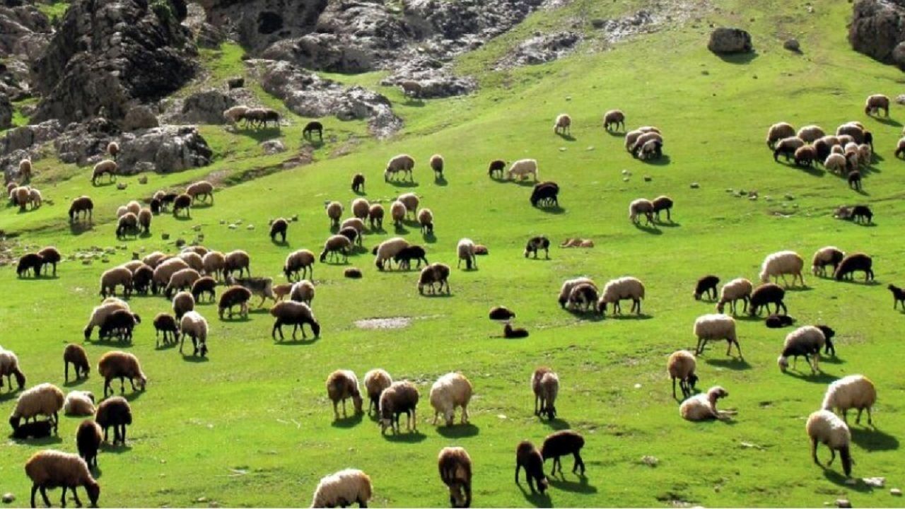 تولید گوشت عشایر به ۲۰۰ هزارتن می‌رسد 