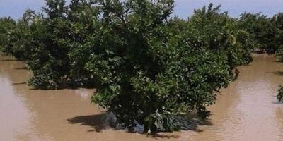 مطالبات کشاورزان و باغداران سیل‌زده کرمانشاه پرداخت شد