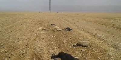 100 راس دام را در خراسان شمالی تلف شد