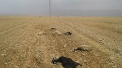 100 راس دام را در خراسان شمالی تلف شد