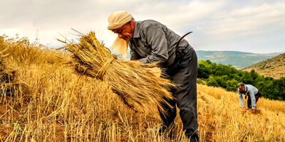 صندوق بیمه کشاورزی در سال 1402 از زیان خارج شد + جدول