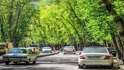 اعمال جریمه با بالاترین ضریب برای عاملان خشکاندن درختان خیابان ولیعصر