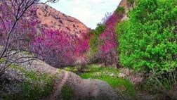 دشت ارغوان؛ بهشت ناشناخته
