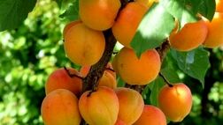 فواید زردآلو برای سلامتی
