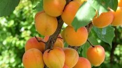 فواید زردآلو برای سلامتی
