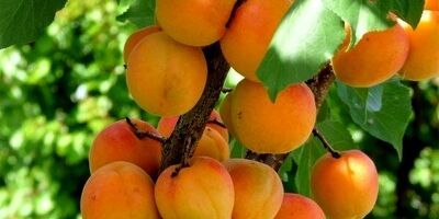 فواید زردآلو برای سلامتی
