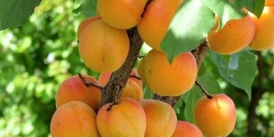 فواید زردآلو برای سلامتی
