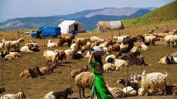 یک چهارم گوشت قرمز کشور توسط عشایر تولید می شود