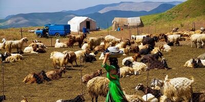 یک چهارم گوشت قرمز کشور توسط عشایر تولید می شود