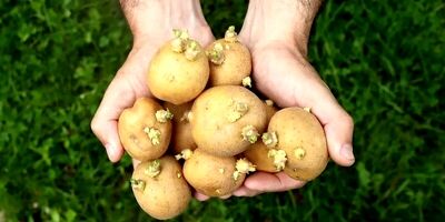 خوردن سیب زمینی جوانه زده خطرناک است؟