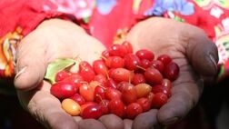 زغال‌اخته در لیست پوشش بیمه‌ای صندوق محصولات کشاورزی قرار گرفت