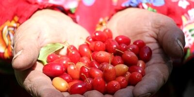 زغال‌اخته در لیست پوشش بیمه‌ای صندوق محصولات کشاورزی قرار گرفت