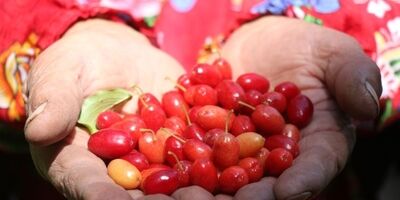زغال‌اخته در لیست پوشش بیمه‌ای صندوق محصولات کشاورزی قرار گرفت