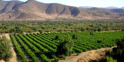 افزایش سطح زیر کشت گیاهان دارویی به ۵۰۰ هزار هکتار تا سال ۱۴۰۵