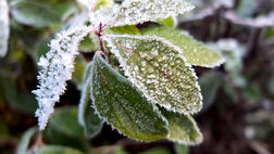 سرما به باغات شهرستان باخرز خسارت 10 میلیاردی زد