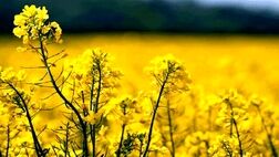 مالیات بر ارزش افزوده دانه های روغنی به یک درصد کاهش یافت