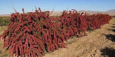آغاز عملیات بیمه محصولات کشاورزی خراسان جنوبی