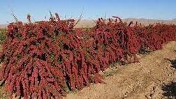 آغاز عملیات بیمه محصولات کشاورزی خراسان جنوبی