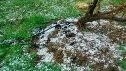 تمام مطالبات کشاورزان خسارت‌دیده جوین پرداخت شد