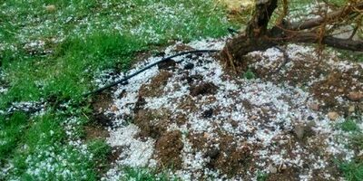 تمام مطالبات کشاورزان خسارت‌دیده جوین پرداخت شد