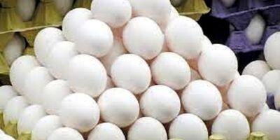 قیمت تمام شده هر کیلو تخم مرغ ۵۲ هزار تومان است