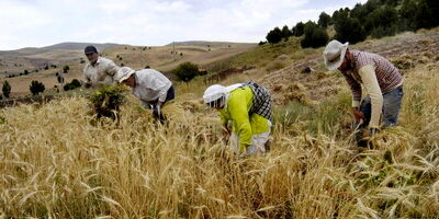 ۴۵۰۰ نفر از مزایای از بیمه بازنشستگی روستایی و عشایری برخوردارند