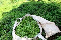 افزایش ۷۲ درصدی قیمت برگ سبز چای در سال جاری