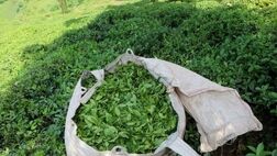 
افزایش ۱۲۹ درصدی خرید تضمینی محصولات کشاورزی